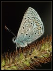 Licenide Licenide