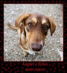 Auguri a tutti i componenti del sito Auguri a tutti i componenti del sito