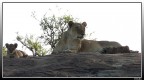 Ogni mattina in Africa... Ogni mattina in Africa...