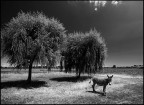 Metafisica di un somaro Metafisica di un somaro