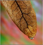 Controluce Controluce