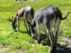 Vana ricerca di marmotte in Val Malenco, nei pressi del rifugio Bignami... Ma ormai sono pi rari questi.
Lumix DMC FZ50, f/5.6, 1/250 sec, ISO 100, lungh. foc. 50 mm equiv.; 18/7/2007 ore 11:02