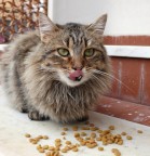 buon appetito! buon appetito!