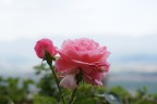 Una rosa nel cielo Una rosa nel cielo