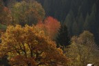 paesaggio autunnale paesaggio autunnale