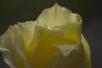 Rosa....gialla....

Obiettivo: 18-55 (il "Plasticotto")
Dati di scatto: 55mm   f 5,6   t 1/800   ISO200

Avanti con le critiche...