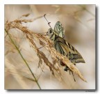 sognando il Macaon sognando il Macaon