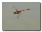Dragon 59 - in volo Dragon 59 - in volo
