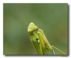 Mantis Mantis