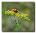 formica e coccinella - il saluto - x Manuela formica e coccinella - il saluto - x Manuela