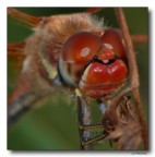 Dragon 67 - primo piano Dragon 67 - primo piano