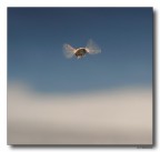 Sirfide in volo frontale Sirfide in volo frontale