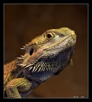 L'ultimo dinosauro L'ultimo dinosauro