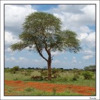 Caldo Africano Caldo Africano