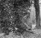 albero sul lungofiume del Panaro albero sul lungofiume del Panaro