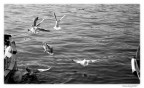 Il Gabbiano Jonathan Livingston Il Gabbiano Jonathan Livingston