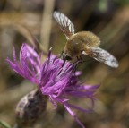 _-_- Bombylius _-_- _-_- Bombylius _-_-