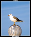 Il gabbiano Il gabbiano