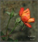 Un augurio Un augurio