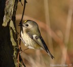 Cincia di poche ore fa'! Cincia di poche ore fa'!