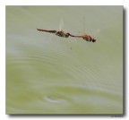 Dragon 81 - coppia in volo Dragon 81 - coppia in volo