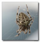 Spider 6 Spider 6