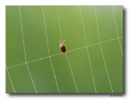 On The Net