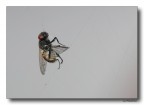 Mosca catturata Mosca catturata