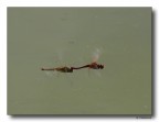 coppia di libellule in volo