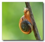 Controluce Controluce