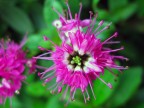 Fiore#1 Fiore#1