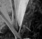 canna in bianco e nero canna in bianco e nero