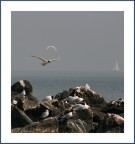 A Jonathan Livingston...... A Jonathan Livingston......