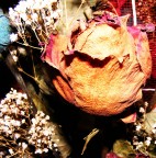 Ricordo di un dono d'amore Ricordo di un dono d'amore