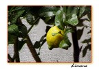 Limone Limone