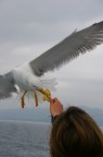 Scattata sulla tratta Piombino - Portoferraio