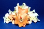 Capodimonte Capodimonte