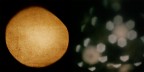 luna e stelle luna e stelle