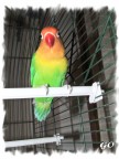 LoveBird LoveBird