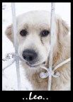 Leo Leo