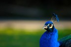 Ultimo dell'anno al Bioparco