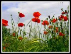 Papaveri Papaveri