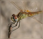 Libellula