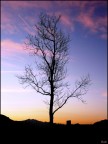 Solitario Solitario