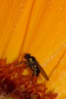Dittero (meno di  2,5mm)...