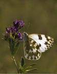 Pieris edusa Pieris edusa