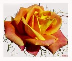 Rosa