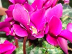 Ciclamini Ciclamini