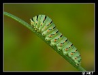 bruco di macaone bruco di macaone