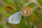 D'infilata